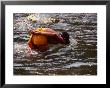 Novice Monk In River, Xieng Kok, Luang Nam Tha, Laos by Anders Blomqvist Limited Edition Print