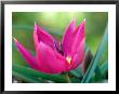 Tulipa Humilis Eastern Star, Close-Up Of Pink Flower Head, March by Lynn Keddie Limited Edition Print