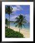 Palm Trees And Beach, Half Moon Bay, Antigua, Leeward Islands, Caribbean, West Indies by John Miller Limited Edition Pricing Art Print