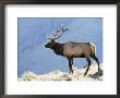 Elk, Yellowstone National Park, Wyoming, Usa by Roy Rainford Limited Edition Print