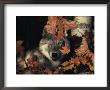 Grey Wolf Portrait With Autumn Leaves, Usa by Lynn M. Stone Limited Edition Pricing Art Print