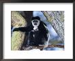Eastern Black And White Colobus Monkey Holding Baby, In Tree Kenya by Anup Shah Limited Edition Pricing Art Print