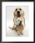 Domestic Dog (Canis Familiaris) Carrying Puppy In Basket by Jane Burton Limited Edition Print