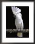 White Or Umbrella Cockatoo by Lynn M. Stone Limited Edition Print