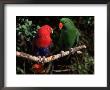 Eclectus Parrots: Male (Right) And Female (Left) by Lynn M. Stone Limited Edition Pricing Art Print