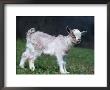 Pygmy Domestic Goat Kid by Reinhard Limited Edition Print