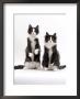 Domestic Cat, Two Black-And-White Fluffy Kittens, Male Siblings by Jane Burton Limited Edition Print