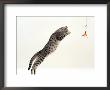 Domestic Cat, 5-Month Silver Spotted Shorthair Male, Jumping At Lure, Full Stretch, Back Hollow by Jane Burton Limited Edition Print