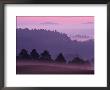 Scots Pine Forest In Dawn Mist Abernethy, Speyside, Scotland, Uk by Niall Benvie Limited Edition Print