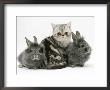 Blue-Silver Exotic Shorthair Kitten With Baby Silver Lionhead Rabbits by Jane Burton Limited Edition Pricing Art Print