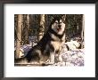 Alaskan Malamute Dog In Woodland, Usa by Lynn M. Stone Limited Edition Print