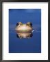 Common Frog (Rana Temporaria) Wiping Eye With Nictating Membrane by Jane Burton Limited Edition Pricing Art Print