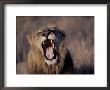 Male Lion Roaring (Panthera Leo) Kruger National Park South Africa by Tony Heald Limited Edition Print