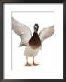 Male Mallard Flapping Wings And Calling (Anas Platyrhynchos), Uk by Jane Burton Limited Edition Print