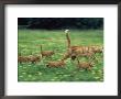 Ginger Domestic Cat Running With Litter Of Five Kittens by Jane Burton Limited Edition Print