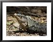 Lizard, Arenal, Costa Rica, Central America by R H Productions Limited Edition Print