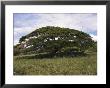 A Tree In A Grassy Field by Paul Damien Limited Edition Pricing Art Print