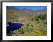 Palm Trees At Embalse De Fataga (Artificial Lake), Fataga, Gran Canaria, Canary Islands, Spain by Marco Simoni Limited Edition Print