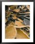 Pile Of Cork Bark For Bottle Corks Etc Stacked To Dry Near Tempio Pausania, Sardinia, Italy by Michael Newton Limited Edition Print
