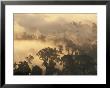Rain Forest, Borneo, Southeast Asia by Lousie Murray Limited Edition Print