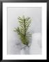 New Fir Tree Sapling Breaks Through Snow In Spring Thaw, Finland, Scandinavia by Jean-Luc Brouard Limited Edition Print