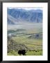 Yak, Ganden Monastery, Near Lhasa, Tibet, China by Ethel Davies Limited Edition Print