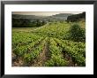 Vineyards Near Coiffy Le Haut, Haute Marne, Champagne, France by Michael Busselle Limited Edition Pricing Art Print