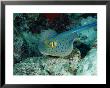 The Blue-Spotted Stingray (Taeniura Lymma), Red Sea, Egypt by Casey Mahaney Limited Edition Print