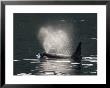 A Male Killer Whale Surfacing For Fresh Air And Expelling Stale Air by Ralph Lee Hopkins Limited Edition Print