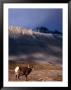 Canada's Bighorn Sheep (Ovis Canadensis), Jasper National Park, Alberta, Canada by Mark Newman Limited Edition Print