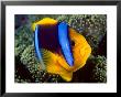 Anemonefish, Great Barrier Reef, Australia by Stuart Westmoreland Limited Edition Print