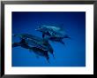 Atlantic Spotted Dolphins, Group, Bahamas by Gerard Soury Limited Edition Print