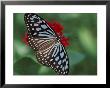 Butterfly World, Ft Lauderdale, Florida, Usa by Michele Westmorland Limited Edition Print