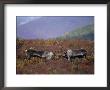 Caribou Practice Sparring Against A Backdrop Of Russet Vegetation by Paul Nicklen Limited Edition Print