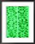 Dna Sequence, A Non- Photosynthetic Algae by David M. Dennis Limited Edition Print