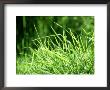 Grass Detail, Scotland by Iain Sarjeant Limited Edition Print