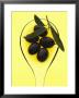 Black Olives In Olive Oil With Sprig Of Olive Leaves by Marc O. Finley Limited Edition Pricing Art Print