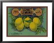 California Lemon by Elizabeth Garrett Limited Edition Print