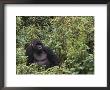 Silverback Mountain Gorilla, Amongst Vegetation, Zaire by Staffan Widstrand Limited Edition Pricing Art Print