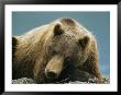 A Brown Bear Lounging On A Shore by Klaus Nigge Limited Edition Print