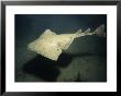 Pacific Angel Shark, Swimming, Usa by Gerard Soury Limited Edition Print