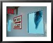 A Curious Dolphin Peeks Through A Window At The Local Aquarium by Joel Sartore Limited Edition Pricing Art Print