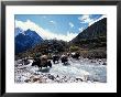 Yaks Crossing River To The Kangshung, Tibet by Vassi Koutsaftis Limited Edition Print