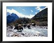 Yaks Crossing River To The Kangshung, Tibet by Vassi Koutsaftis Limited Edition Pricing Art Print
