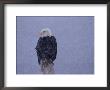 American Bald Eagle In Snow, Alaska by Lynn M. Stone Limited Edition Pricing Art Print