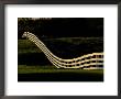 A Wooden Fence At The Shaker Village In Pleasant Hill by Raymond Gehman Limited Edition Print