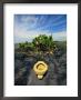 An Toilet On A Black Sand Beach With Cacti by Raul Touzon Limited Edition Print
