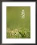 Lesser Butterfly Orchid, Devon, Uk by David Clapp Limited Edition Print