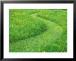 Grass Path Mown Through Wild Flower Lawn With Ranunculus (Buttercup) by Mark Bolton Limited Edition Print