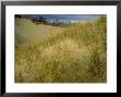 Grasses On Dunes Along Lake Michigan, Mi by Willard Clay Limited Edition Print